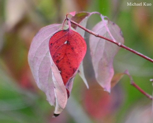 Cornus drummondii