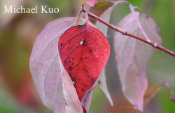 Cornus drummondii, rough-leaved dogwood