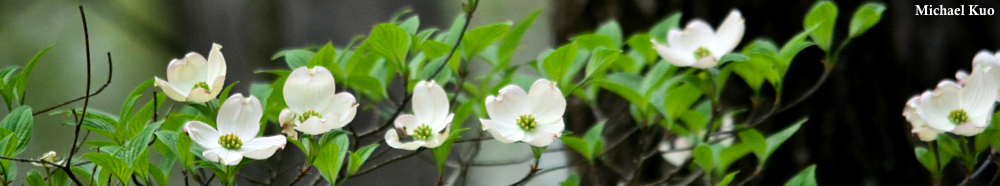 Cornus florida