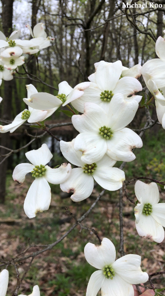 Cornus florida