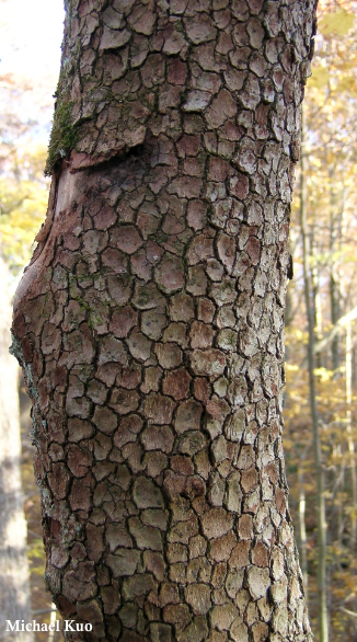 Cornus florida