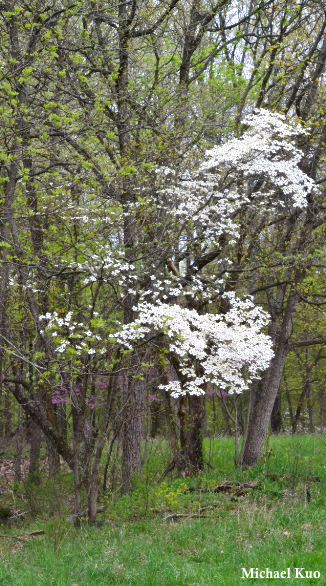 Cornus florida