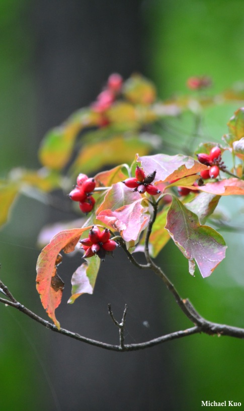 Cornus florida