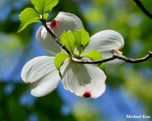 Cornus florida