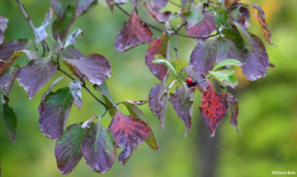 Cornus florida