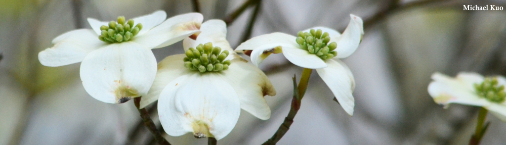 Cornus florida