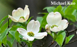 Cornus florida, flowering dogwood