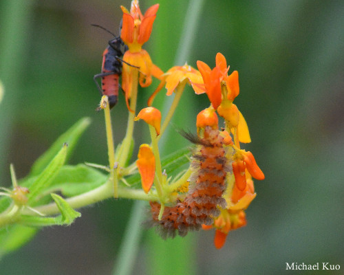 Cycnia inopinatus caterpillar