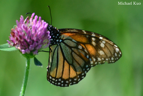 Danaus plexippus