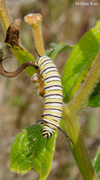 Danaus plexippus