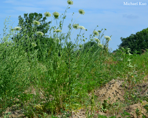 Daucus carota