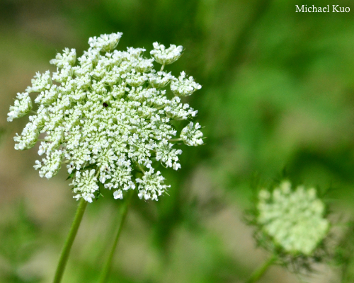 Daucus carota