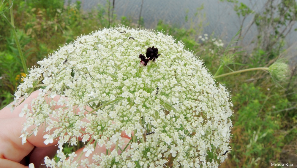 Daucus carota