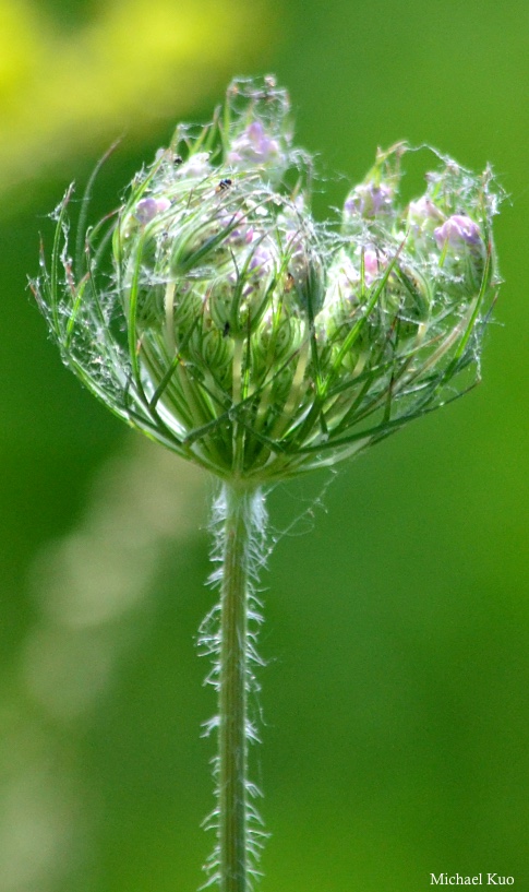 Daucus carota