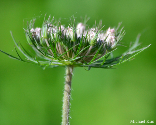 Daucus carota