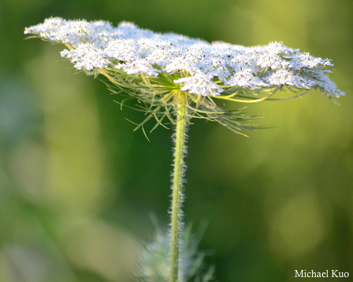 Daucus carota