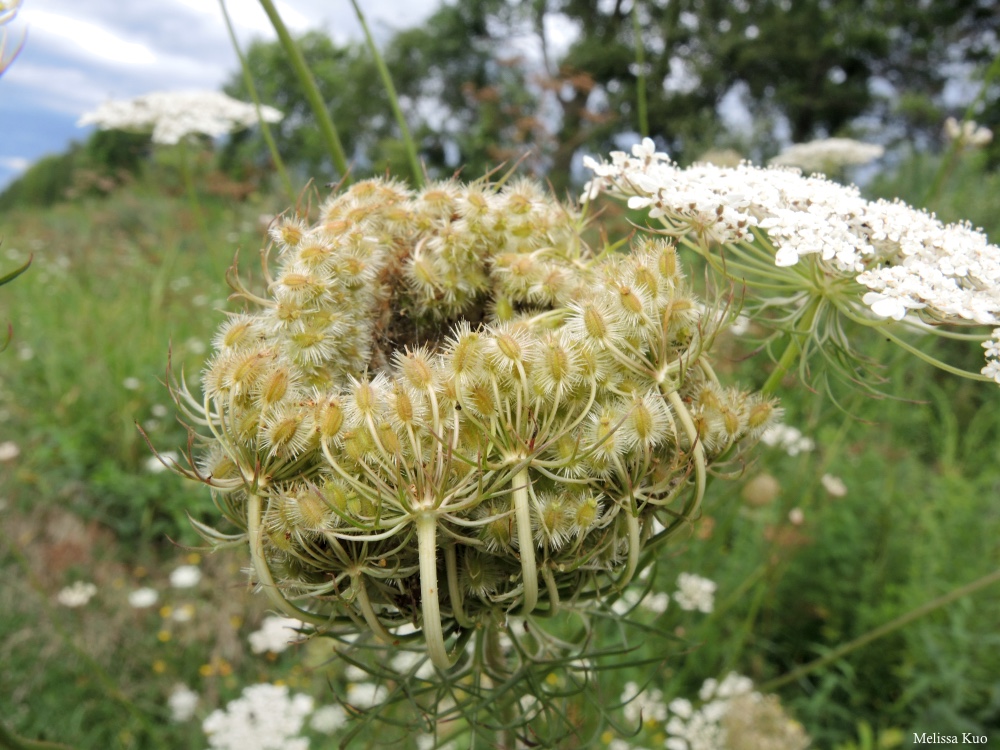 Daucus carota