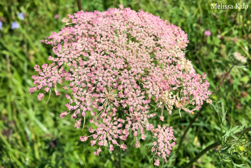 Daucus carota