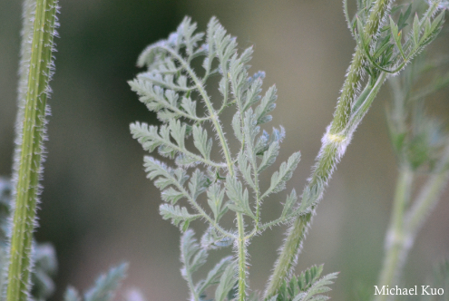 Daucus carota