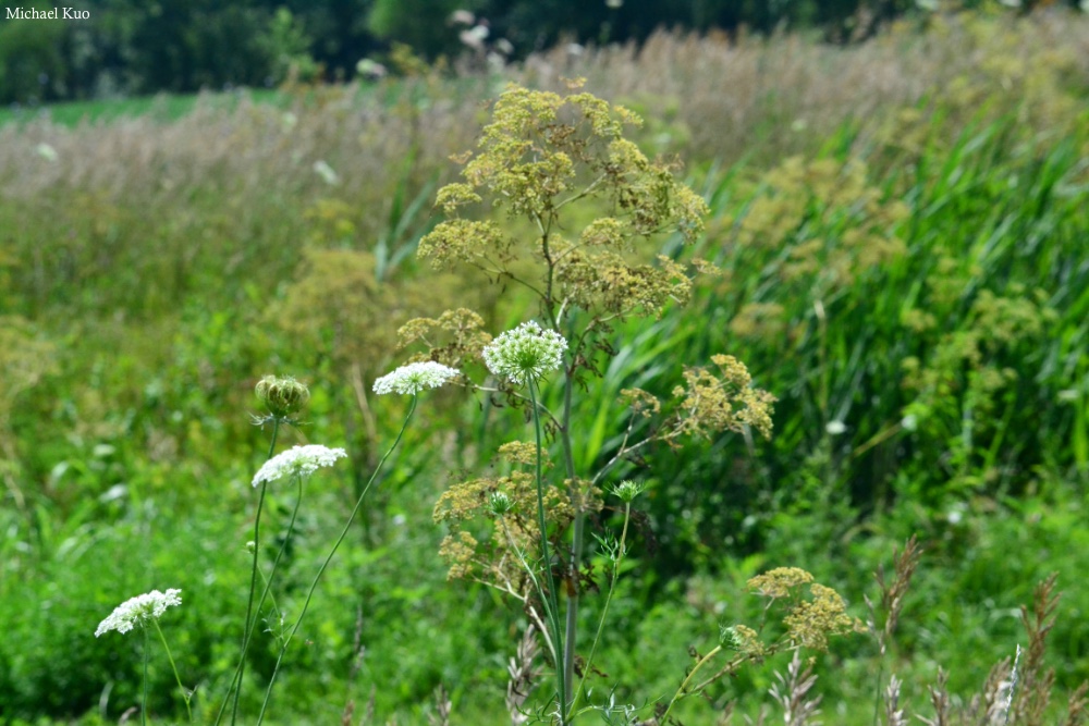 Daucus carota