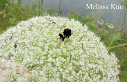 Daucus carota, Queen Anne's lace