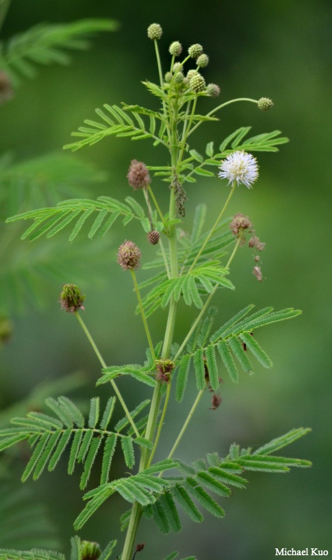Desmanthus illinoensis