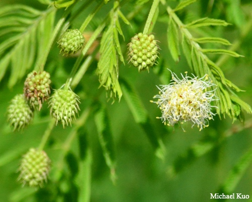 Desmanthus illinoensis