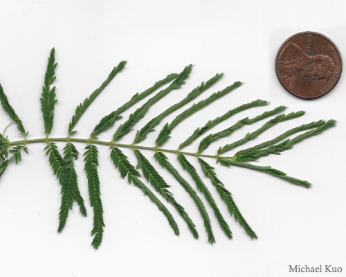 Desmanthus illinoensis