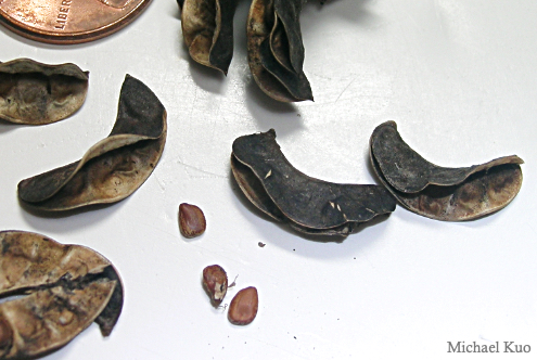 Desmanthus illinoensis