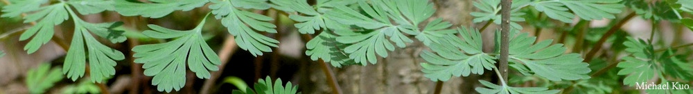 Dicentra cucullaria