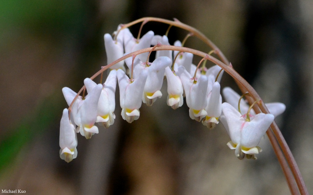 Dicentra cucullaria