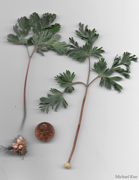 Dicentra cucullaria