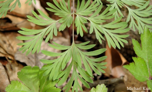 Dicentra cucullaria