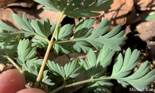 Dicentra cucullaria