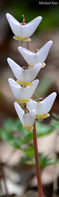 Dicentra cucullaria