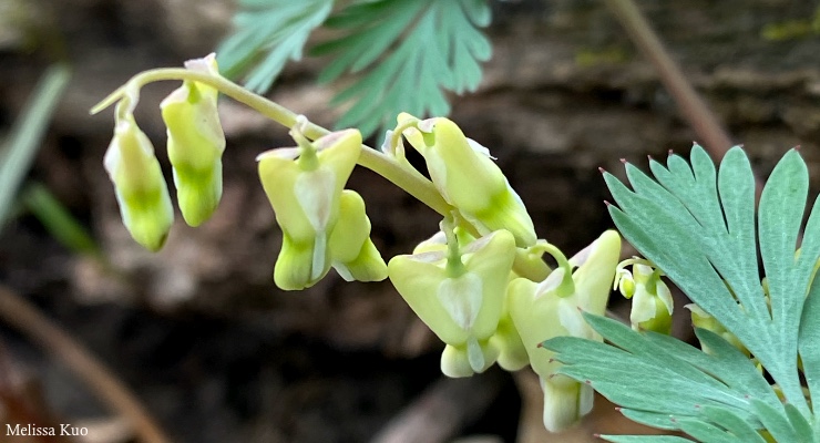 Dicentra cucullaria