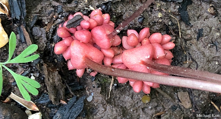 Dicentra cucullaria