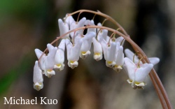 Dicentra cucullaria, Dutchman's breeches