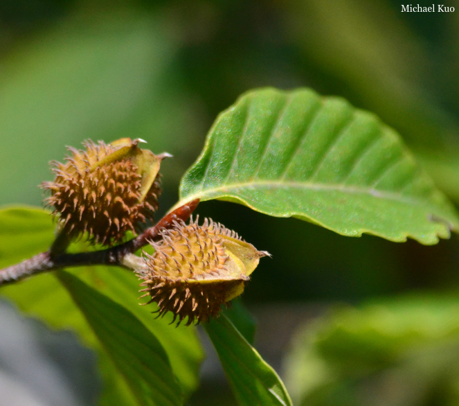 Fagus grandifolia