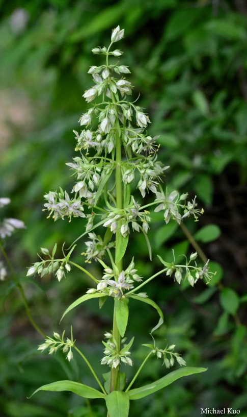 Frasera caroliniensis