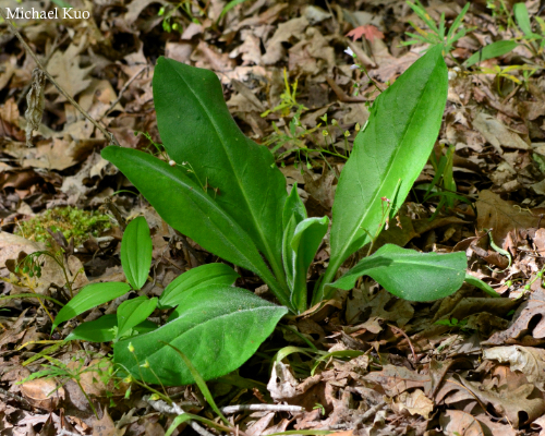 Frasera caroliniensis