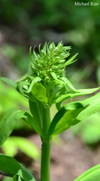 Frasera caroliniensis