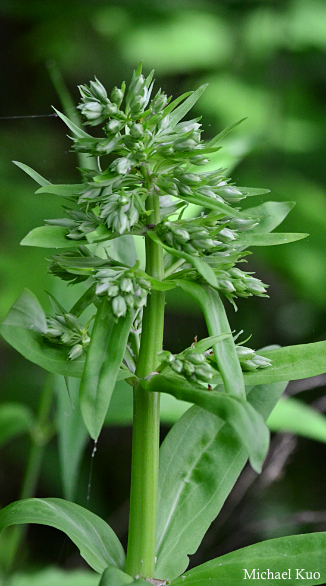 Frasera caroliniensis