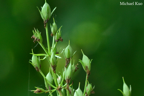 Frasera caroliniensis