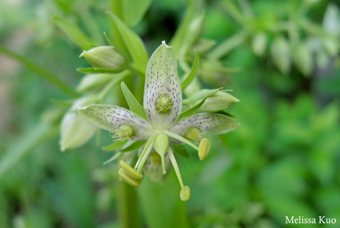 Frasera caroliniensis