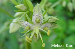 Frasera caroliniensis, American columbo