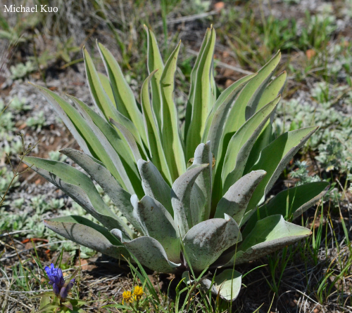 Frasera speciosa