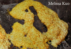 Fuligo septica, dog vomit slime mold