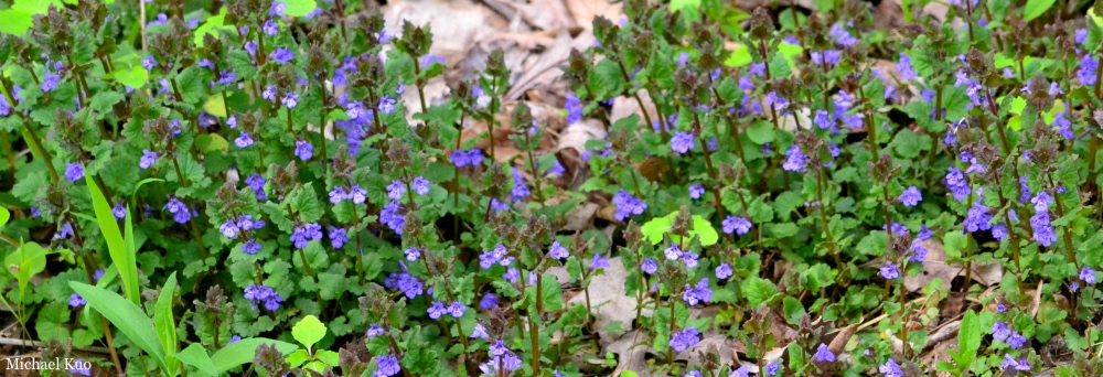 Glechoma hederacea