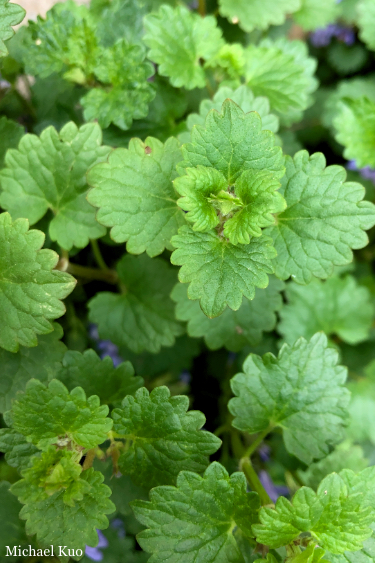 Glechoma hederacea